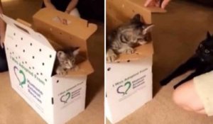 Vidéo hilarante : la famille adopte un second chaton, et le félin qui régnait seul n'a pas apprécié