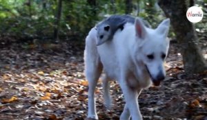 Ce chien et cet opossum deviennent les meilleurs amis du monde : 4M de personnes ont les larmes aux yeux (Vidéo)