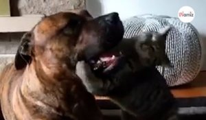 Un Pitbull se fait "agresser" par un chaton : sa réaction n'a pas de prix (Vidéo)