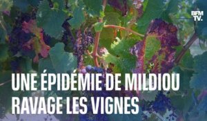 Une épidémie de mildiou ravage les vignes dans le Bordelais