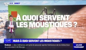 Après l'opération de démoustication menée dans le 13e arrondissement de Paris, la question se pose: à quoi servent les moustiques?