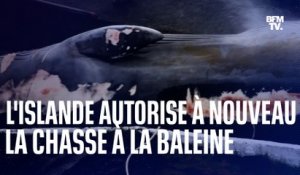 Après deux mois d'interruption, l'Islande réautorise la chasse à la baleine