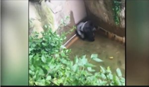 Un gorille attrape un enfant qui est tombé dans son enclos dans le zoo de Cincinnati
