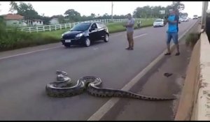 Un énorme anaconda traverse une autoroute