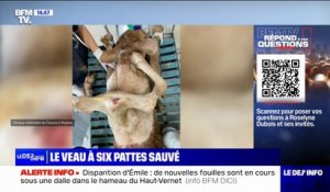 Un veau à six pattes sauvé de son abattoir dans l'Aveyron