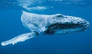 « Une année exceptionnelle » : à la Réunion, le nombre de baleines à bosse bat des records
