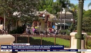 Etats-Unis: Une ourse noire aperçue dans le parc Disney World d’Orlando a entraîné la fermeture temporaire d’une dizaine d’attractions avant d’être finalement capturée - VIDEO