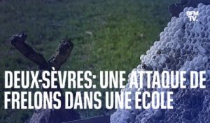 Deux-Sèvres: des élèves attaqués par des frelons dans leur école
