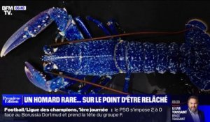 Un homard bleu extrêmement rare pêché au large de la Vendée avant d'être relâché en mer