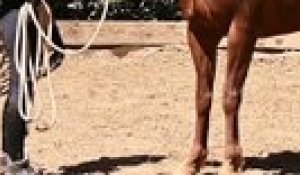 , Maéva Munier a récupéré deux chevaux sauvages américains au sein du centre équestre des 3 Fers. Et a bénéficié d’un élan de solidarité pour acquérir l’un d’eux.