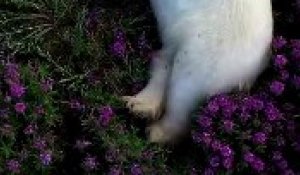 Un Moment Magique : Un Ours Polaire se Prélasse au Milieu des Fleurs au Canada