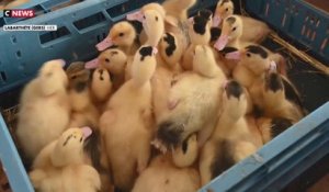 Grippe aviaire : Marc Fesneau assiste à une campagne de vaccination