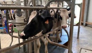 La collecte de lait de vache a baissé en août 2023 en France