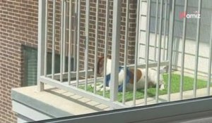 Une propriétaire laisse son chien dans une garderie : en regardant la caméra, elle fond en larmes