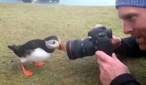 Un oiseau curieux vient toucher l'appareil photo du photographe ! Macareux - Puffin