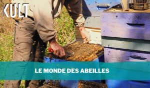 Le monde des abeilles