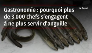 Gastronomie : pourquoi plus de 3 000 chefs s’engagent à ne plus servir d’anguille