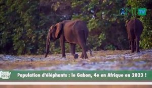 [#flashinfo] Population d'éléphants : le Gabon, 4e en Afrique en 2023 !