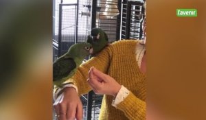 Minute locale | Régine lance un appel à l’aide : elle cherche un local pour entraîner ses perroquets