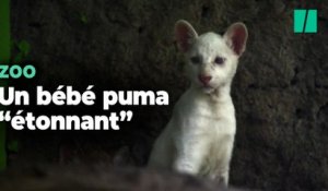 Les visiteurs de ce zoo découvrent ce bébé puma après une naissance "sans précédent"