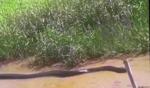 Ces touristes croisent la route d'un énorme anaconda... Monstre impressionnant