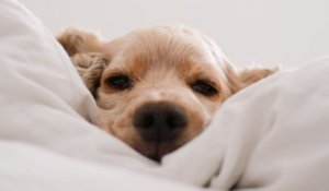 La tendance sur TikTok : le sommeil dans un panier pour chien devient viral !