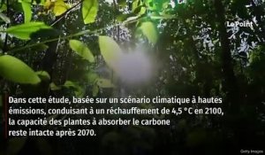 « L’effet des arbres sur le changement climatique est peut-être plus important » que prévu