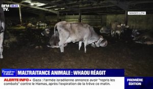 Un élevage laitier épinglé par l'association de défense des animaux L214 perd son contrat avec les crêpes Whaou!