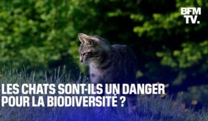 Les chats sont-ils un danger pour la biodiversité?