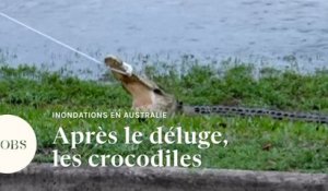 En Australie, les inondations amènent des crocodiles en ville