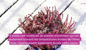 8 plantes d’extérieurs qui résistent au froid