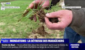 Inondations dans le Pas-de-Calais: les maraîchers déplorent de lourdes pertes