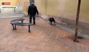 Eure : un arrêté municipal pour limiter les aboiements des chiens