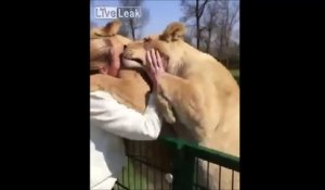 Ces 2 lions retrouvent leur dresseur après 7 ans de séparation