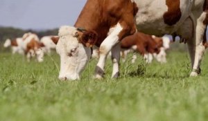 Si le comté m'était conté...