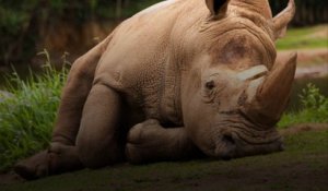 Un embryon de rhinocéros blancs pourrait sauver son espèce