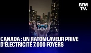 Un raton laveur prive d’électricité 7.000 foyers de Toronto, au Canada