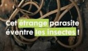 Ce nématomorphe parasite éventre les insectes de manière similaire à Alien !