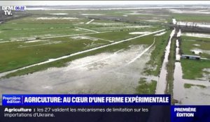 Agriculture: au cœur d'une ferme expérimentale biologique en plein milieu des marais de Charente-Maritime