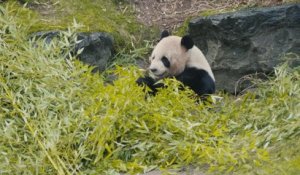 Dix ans de pandas géants à Pairi Daiza