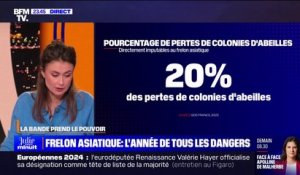 LA BANDE PREND LE POUVOIR - Frelon asiatique: la pire année