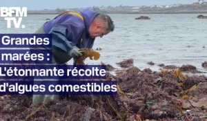 TANGUY DE BFM - Grandes marées en Bretagne: l'étonnante récolte d'algues comestibles