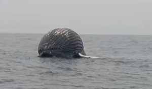 Norvège : en pleine mer, un pêcheur tombe sur une carcasse de baleine sur le point d’exploser