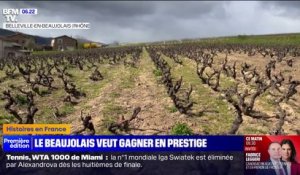 Beaujolais: des vignerons veulent monter en gamme et lancer des bouteilles "Premiers crus"