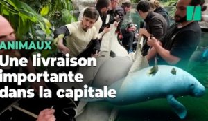 Au zoo de Paris, l’arrivée délicate d’une femelle lamantin pour sauver à terme l’espèce menacée