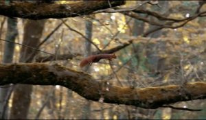 Ecureuil, les tribulations d'une forestière