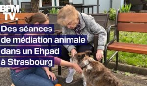 Strasbourg: des séances de médiation animale proposées dans un Ehpad