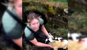 Écosse : une éleveuse rampe six mètres dans un tunnel pour secourir ses agneaux