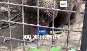 Deux ours survivent à un incendie meurtrier en Crimée