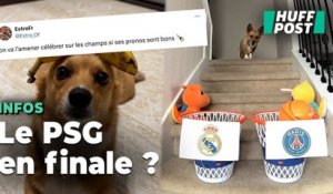 Ligue des champions : Pourquoi ce chien est la coqueluche des supporters du PSG